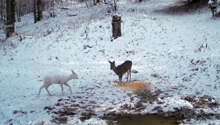 GALERIE FOTO | O căprioară albă a fost fotografiată în Parcul Natural Bucegi